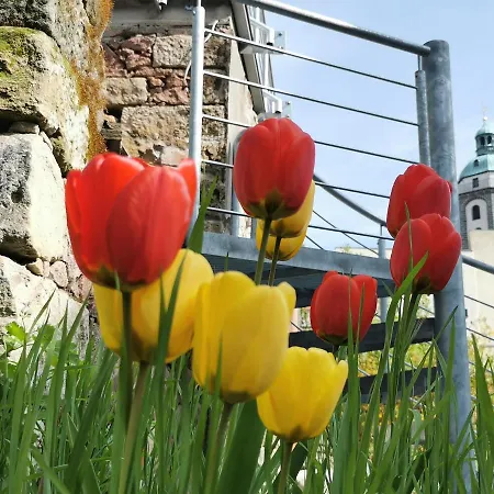 Fynbos In Der Altstadt, Frauenkirche, Historisch, Parkplatz Meissen