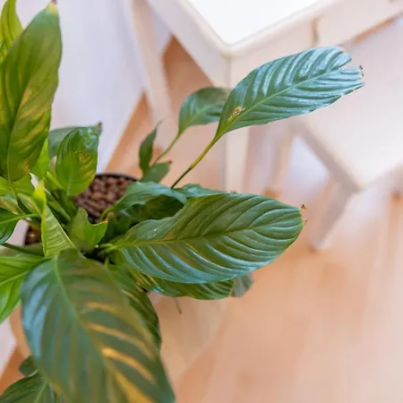 Fynbos In Der Altstadt, Frauenkirche, Historisch, Parkplatz Apartment