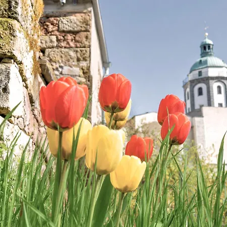 Fynbos In Der Altstadt, Frauenkirche, Historisch, Parkplatz * Meißen