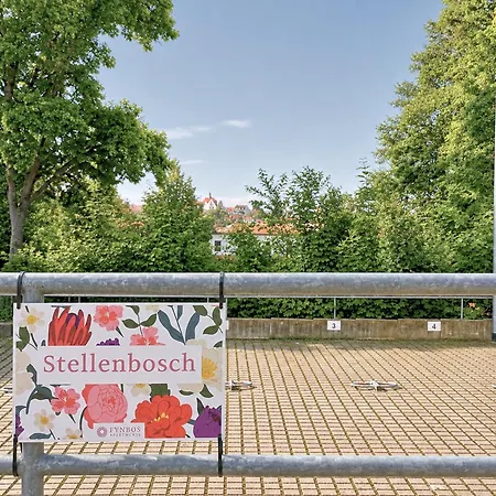 Fynbos In Der Altstadt, Frauenkirche, Historisch, Parkplatz *
