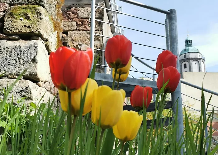 Fynbos In Der Altstadt, Frauenkirche, Historisch, Parkplatz Meißen